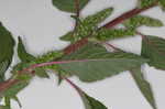 Smooth amaranth <BR>Smooth pigweed